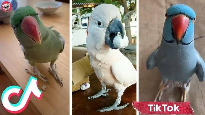 🦜Funny Parrot Talking Videos On TikTok ~ CUTE Birds Doing Funny Things