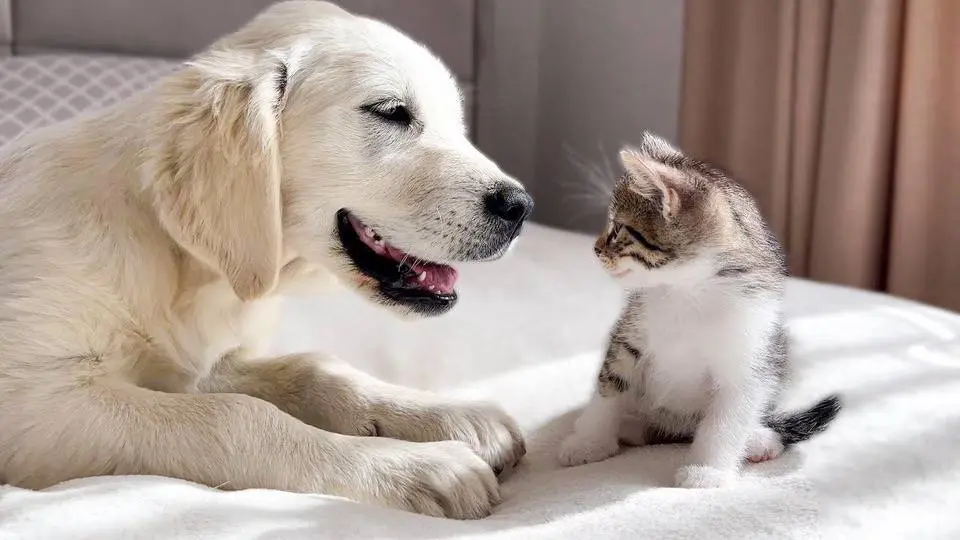 Golden Retriever Puppy Loves Tiny Kittens!