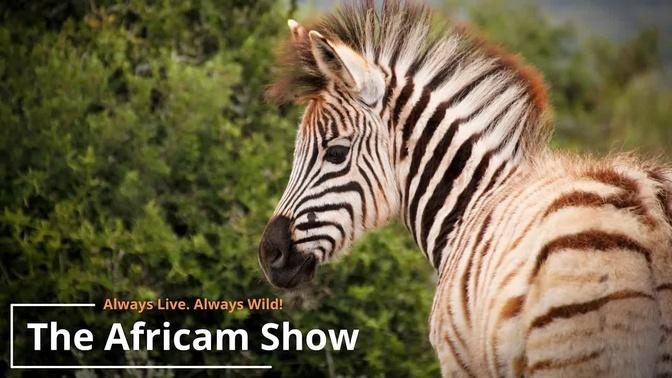 The Africam Show | 10.4.22