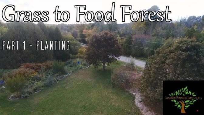 Grass to Food forest conversion - Part 1, planting trees