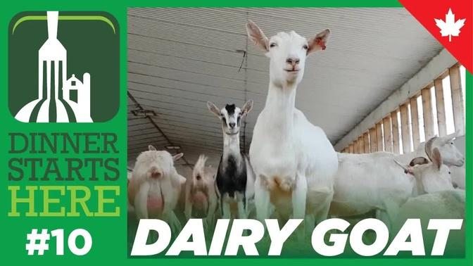 Where Does Goat Milk Come From? - Farm 10 - Dinner Starts Here
