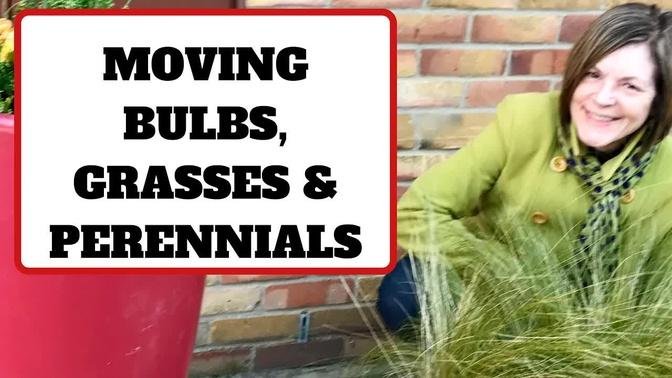 Moving Bulbs, Grasses & Perennials
