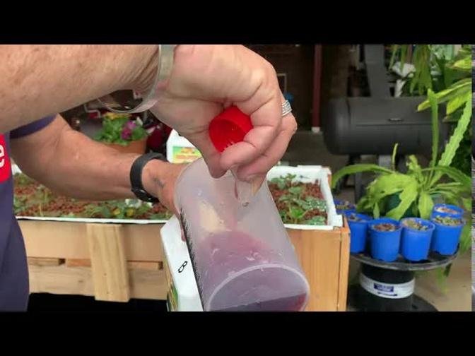 Planting hydroponic strawberry flood and drain system.