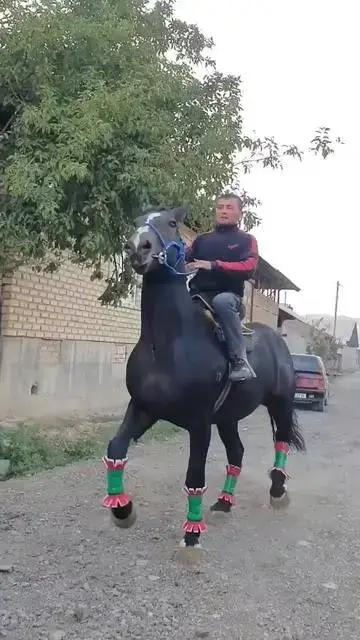 Барон Аттар 77 тулпар | Shorts | arabian horses | Gan Jing World