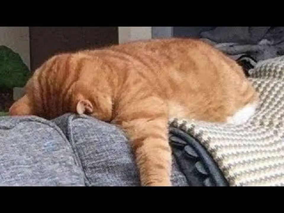 Impossible Not to Laugh at These Cats | Animals | Funny cat�� #3