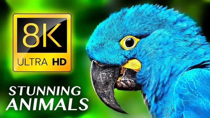 STUNNING ANIMALS 8K ULTRA HD