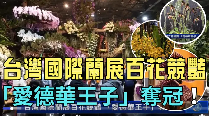 台灣國際蘭展百花競豔 「愛德華王子」奪冠！ 新唐人四大賽事火熱報名中 呈現視聽饗宴； 對於神韻真相 媒體選擇性忽略；慶祝婦女節 表揚「模範婆媳」弘揚孝道【社區廣角鏡】第700期（2025/3/8）