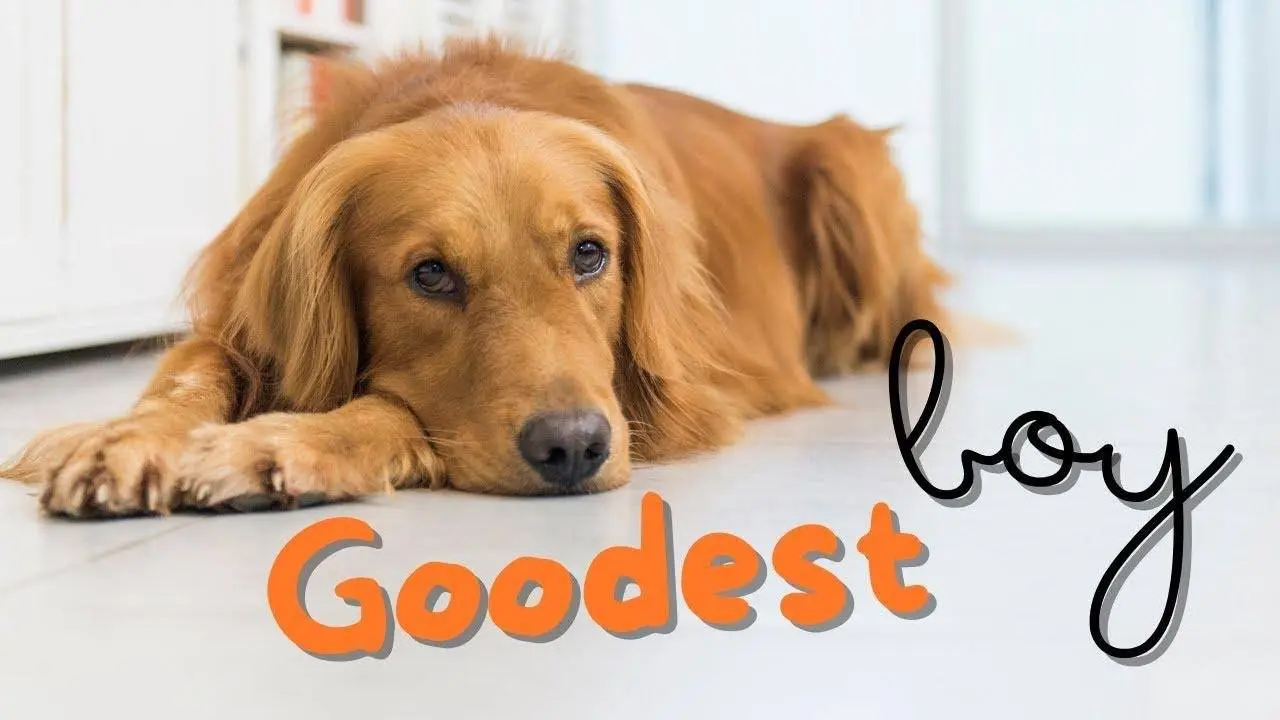 Golden Retrievers: Why They're The Best!