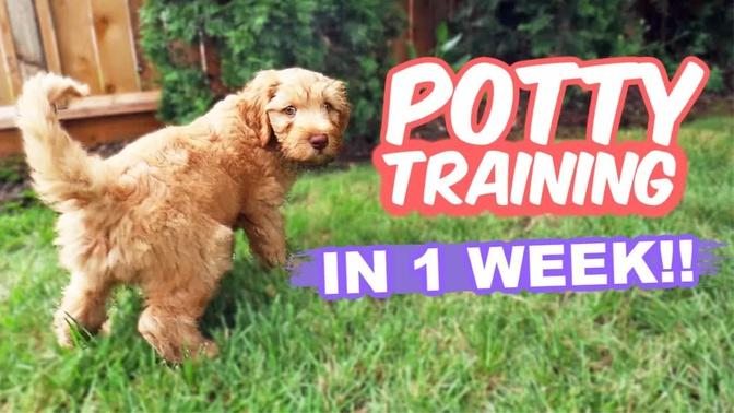 HOW TO: Potty Train Your Puppy FAST!! 🐶 10 week old puppy trained in 1 WEEK!!!