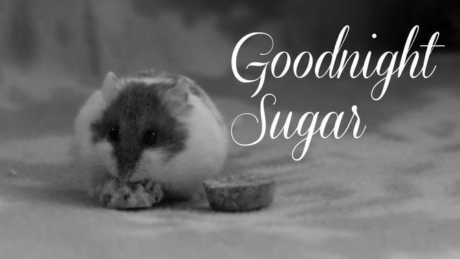 Goodnight Sugar