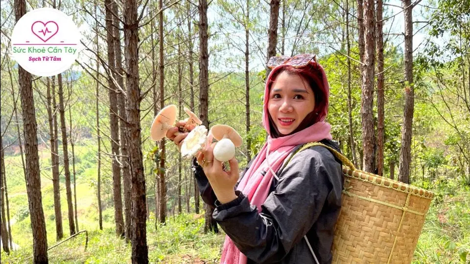 Hái Nấm Trong Rừng