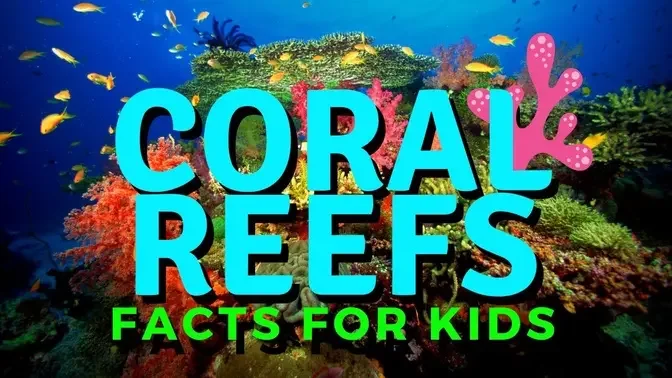 Coral Reef For Kids | Exploring the Coral Reef