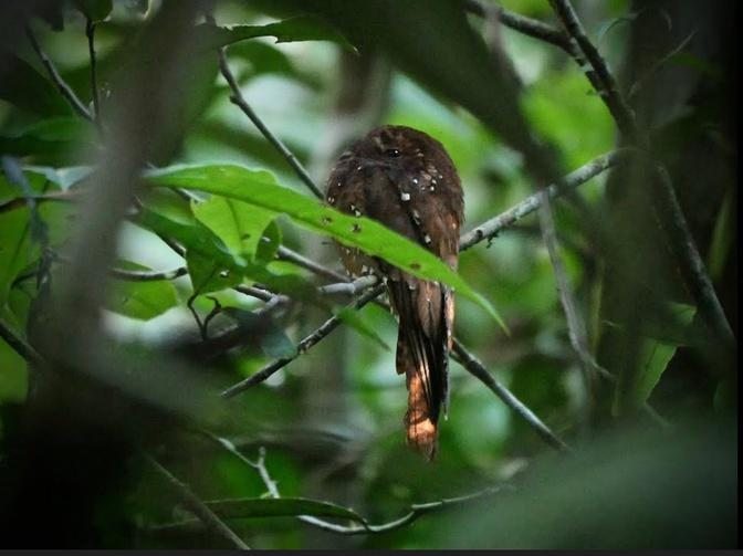 Amazon Birdwatching Trips in Ecuador: Our Birding Adventure
