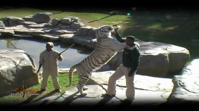 White Tigers in Africa