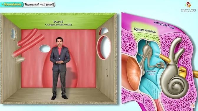 Gross Anatomy of the Middle Ear - Boundaries ,Contents and Functions ...