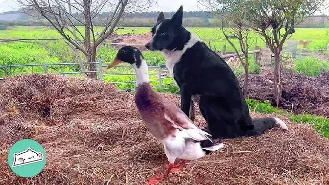 Dog Finds Lifelong Pal in Bossy Duck. They Rule the Farm Together | Cuddle Buddies