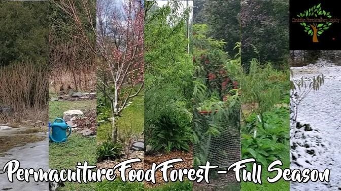 Timelapse of a full season of a 5 year old permaculture food forest