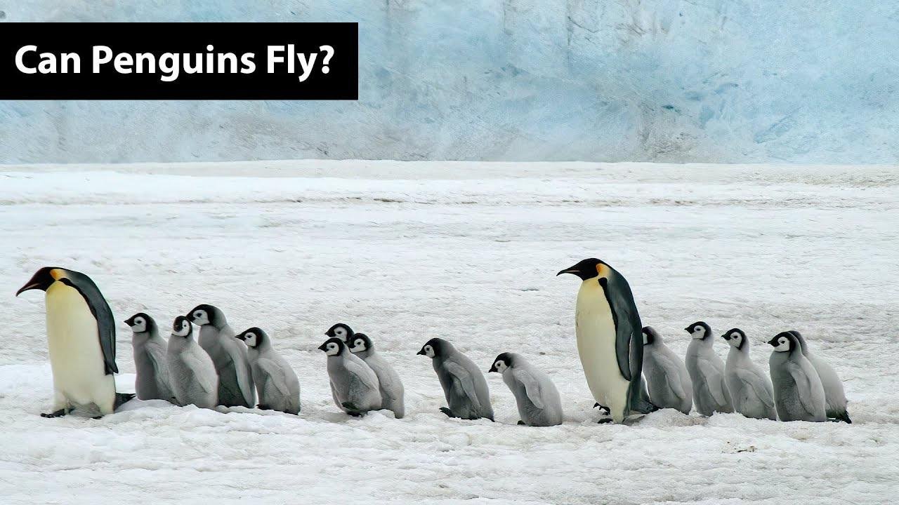 Can Penguins Fly?