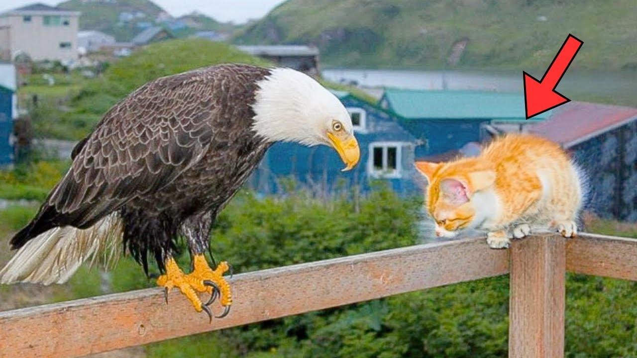 Eagle Visits Stray Kitten Every Day. One Day, Something Unexpected Happens