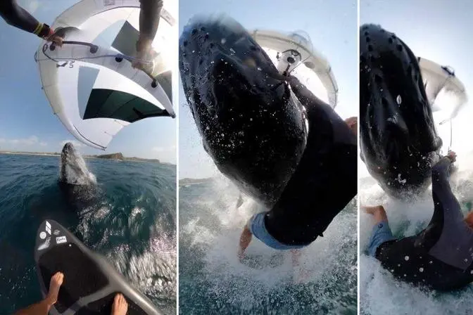 Surfer Captures Ultra-Rare Moment He Collides With Breaching Whale—And Video Goes Viral