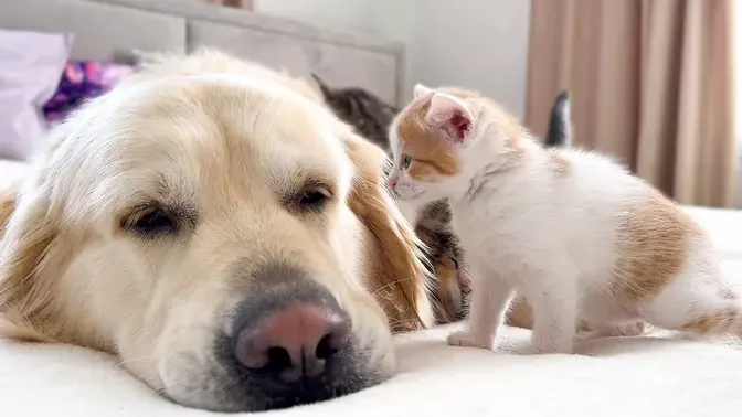 Tiny Kitten Shows Love to a Golden Retriever