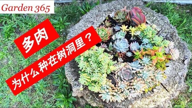 多肉種在樹根里，土薄，不透水，能活嗎？