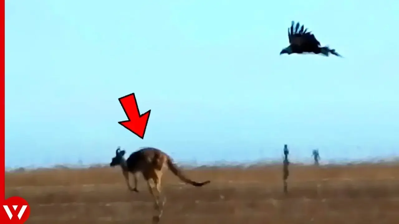 The Eagle Didn't Expect This When It Attacked Kangaroo