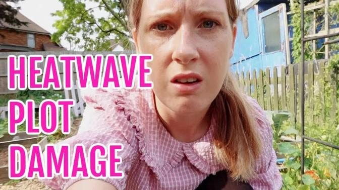 HEATWAVE DAMAGE AT THE ALLOTMENT / JULY 2022 / EMMA'S ALLOTMENT DIARIES