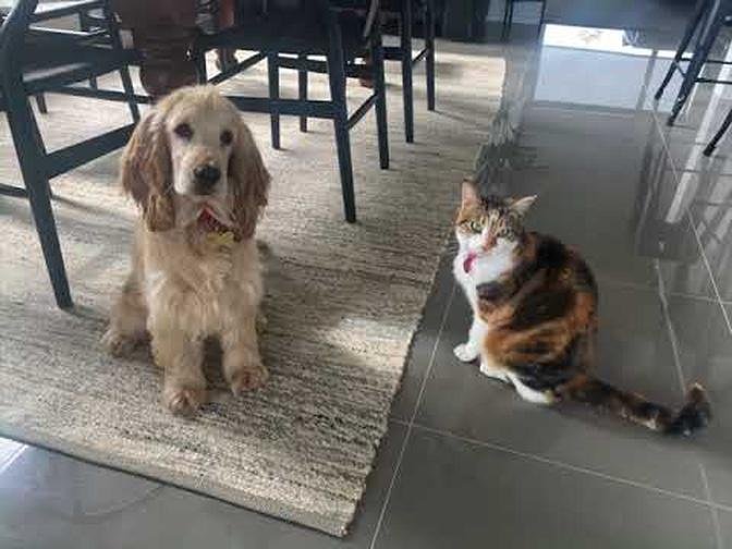 Introducing our Cocker Spaniel Puppy to our Cat