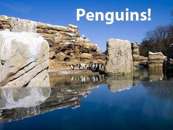 Penguins! Penguins! Penguins! at Woodland Park Zoo