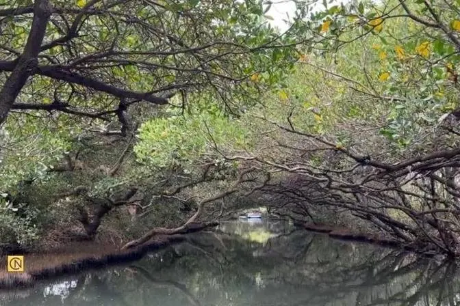 Exploring the Fascinating Sicao Green Tunnel in Taiwan