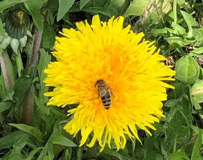 German Flowers