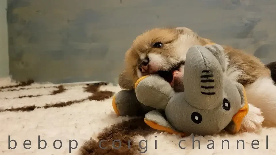 bebop corgi - my favorite toy.