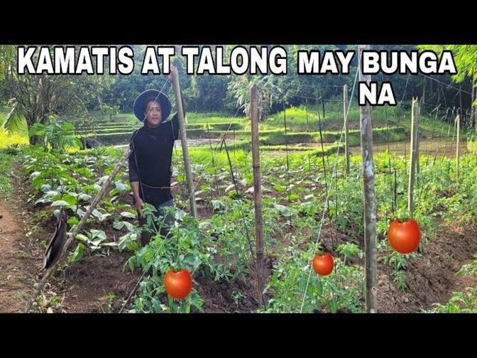 PALILIMAS NG HITO DALAG...MGA KAMATIS AT TALONG MAY BUNGA NA