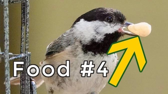 8 Foods That Attract Chickadees To Bird Feeders! (Have you tried #7_)