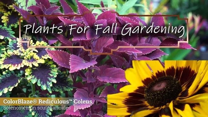 Plants For Fall Gardening