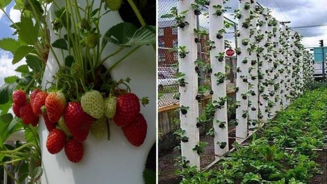 Believe It Or Not, This Tower Can Grow Tons Of Strawberries At Home
