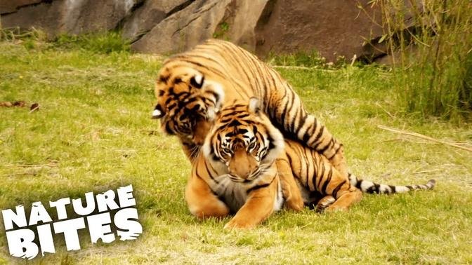 Animals Mating at the Zoo: Shocking Footage | The Secret Life of the