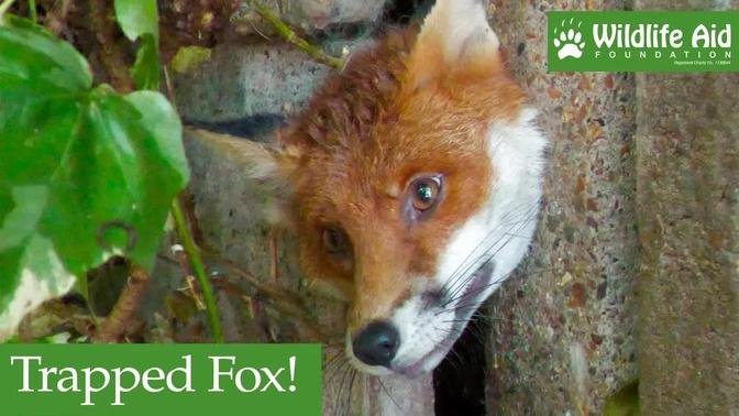 Trapped fox wiggles free from rescuer!