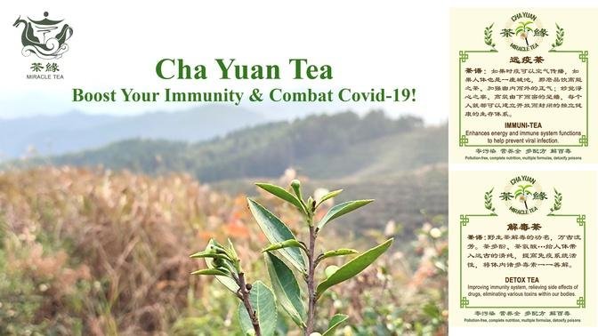 【CHA YUAN TEA PARTY】 Experience the miraculous effects of pure wild tea for free to boost your immunity and combat COVID-19!