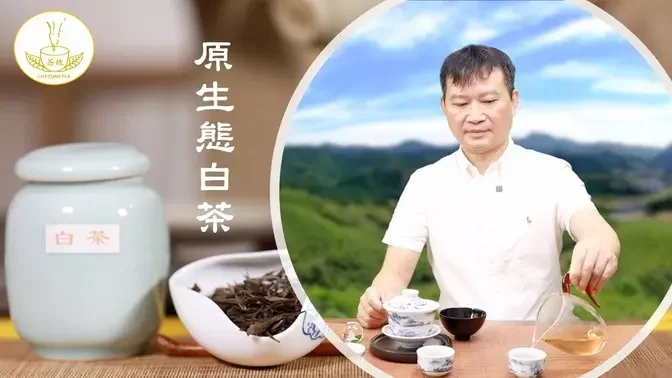 【茶缘茶疗】原生态白茶 茶中极品？