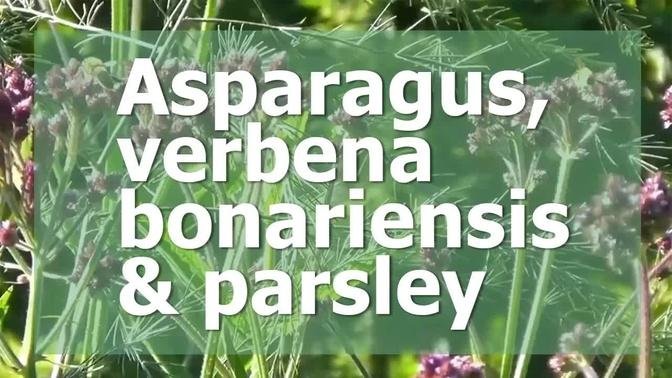 Asparagus, verbena bonariensis and parsley