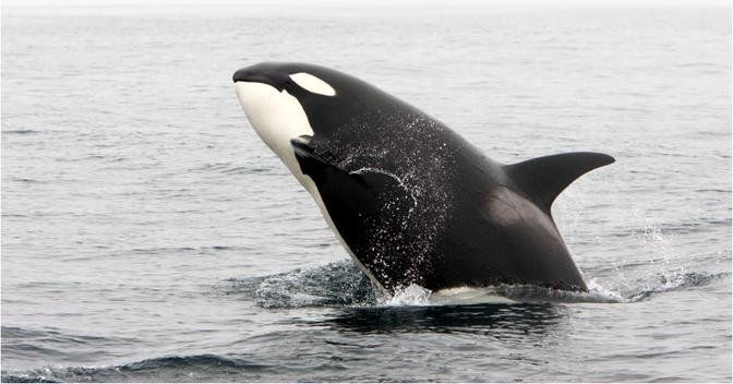 Orcas sank three boats off the coast of Portugal, but don't call them ...