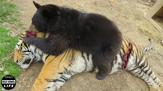 Tiger Mistake When Attacking Bear And Had To Beg For Black Bear's Punishment | Wild Animals