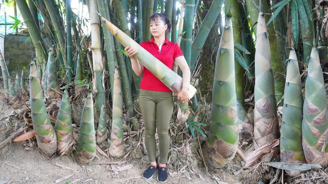 Harvesting a lot of bamboo shoot go to market sell, Pickled garlic and chili - Free Bushcraft