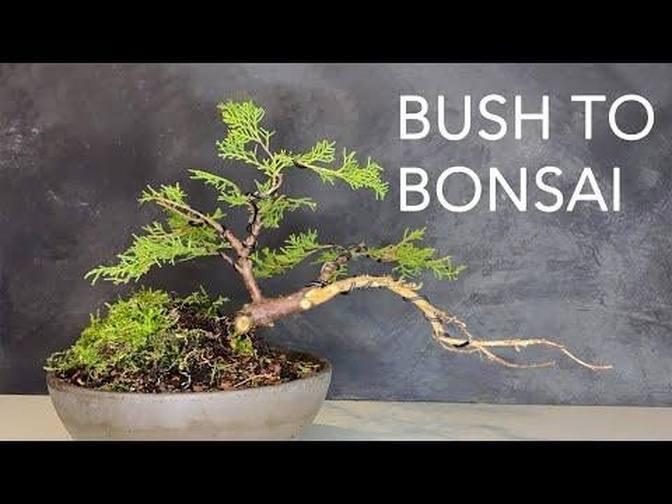 From juniper bush to bonsai for 5 Euro. Beginners Bonsai. turn on