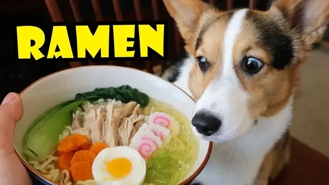 CORGI RAMEN - Homemade DOG Friendly DIY __ Life After College_ Ep. 567