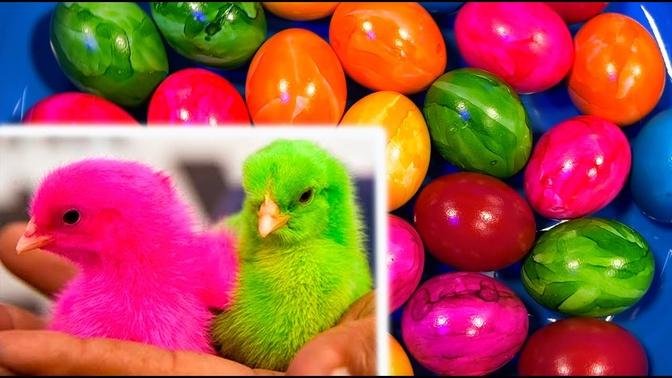 Colorful Eggs | Baby Ducks, Colorful Chicken, Gourami, Koi Fish - cute baby animals videos