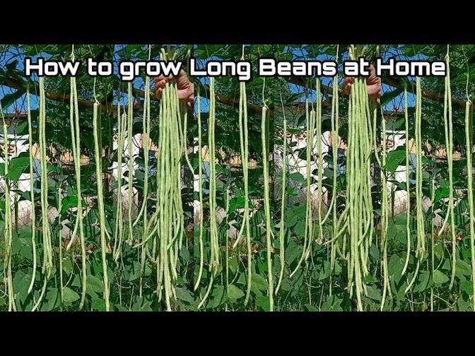 Growing Long Beans from Seeds at Home / Easy for Beginners