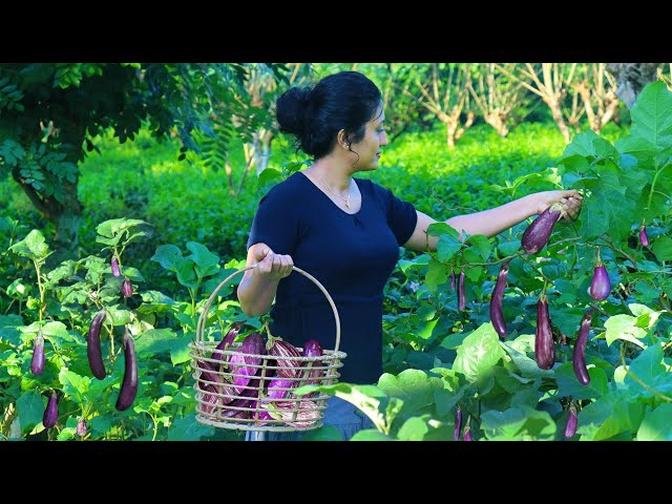 Delicious diet made using fresh brinjal - Poorna - The nature girl 